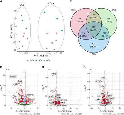 Cyclic compressive loading induces a mature meniscal cell phenotype in mesenchymal stem cells with an atelocollagen-based scaffold